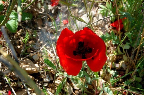 coquelicot