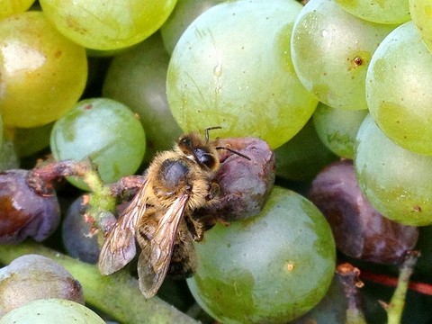 abeille-vignes